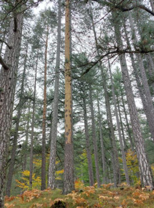 national park with tall trees